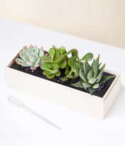 Alternative image 1 for Cherished Memories Lula's Garden ® Jewel Succulent Gift