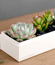 Alternative image 2 for Cherished Memories Lula's Garden ® Jewel Succulent Gift