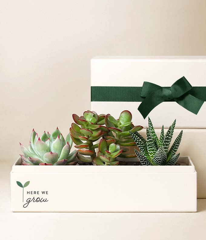 Here We Grow Jewel Succulent Gift