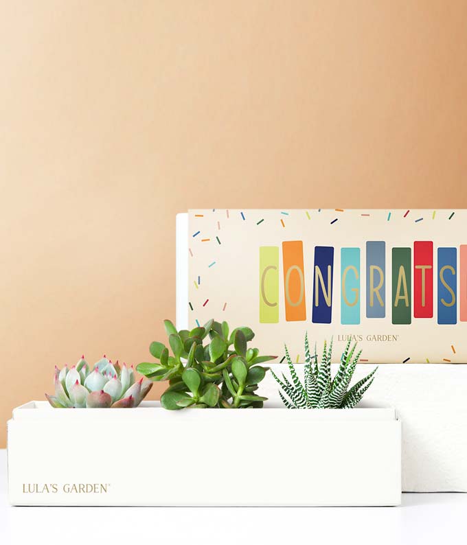 Lulas Garden  Congratulations Jewel Succulent Box