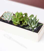 Alternative image 1 for Lula's Garden ® XOXO Jewel Succulent Box