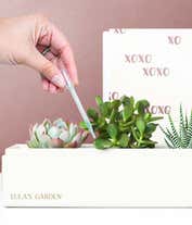Alternative image 2 for Lula's Garden ® XOXO Jewel Succulent Box