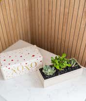 Alternative image 3 for Lula's Garden ® XOXO Jewel Succulent Box