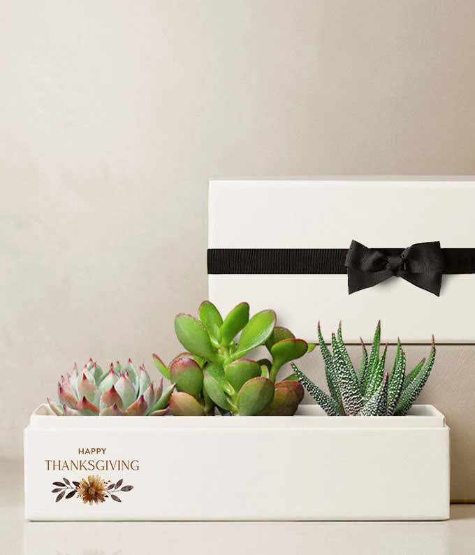 Three 2.5-inch succulent plants arranged in an 8.5-inch x 3.5-inch Happy Thanksgiving planter, complemented by a plastic dropper and sleeve with a black bow.