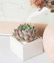 Alternative image 3 for Lula's Garden ® Bliss Succulent Gift