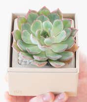Alternative image 4 for Lula's Garden ® Bliss Succulent Gift
