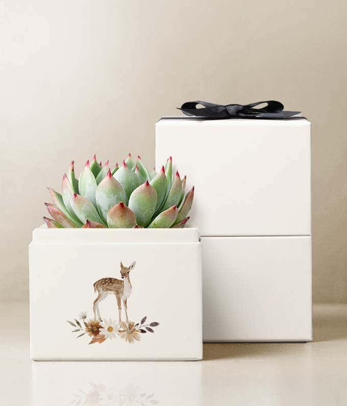 Echeveria Succulent Plant in a square gift box with a watercolor deer and floral accents