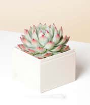 Alternative image 1 for Lula's Garden ® Birthday Bliss Succulent Gift