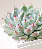 Alternative image 2 for Lula's Garden ® Birthday Bliss Succulent Gift