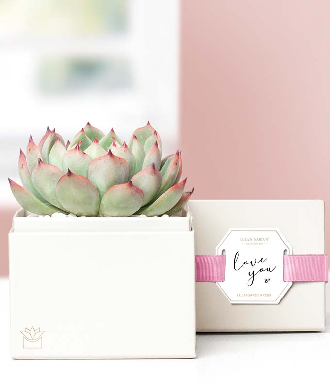 Lula's Garden I Love You Bliss Succulent Gift