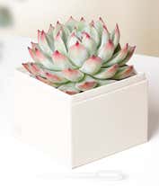 Alternative image 1 for Cherished Memories Lula's Garden ® Bliss Succulent Gift