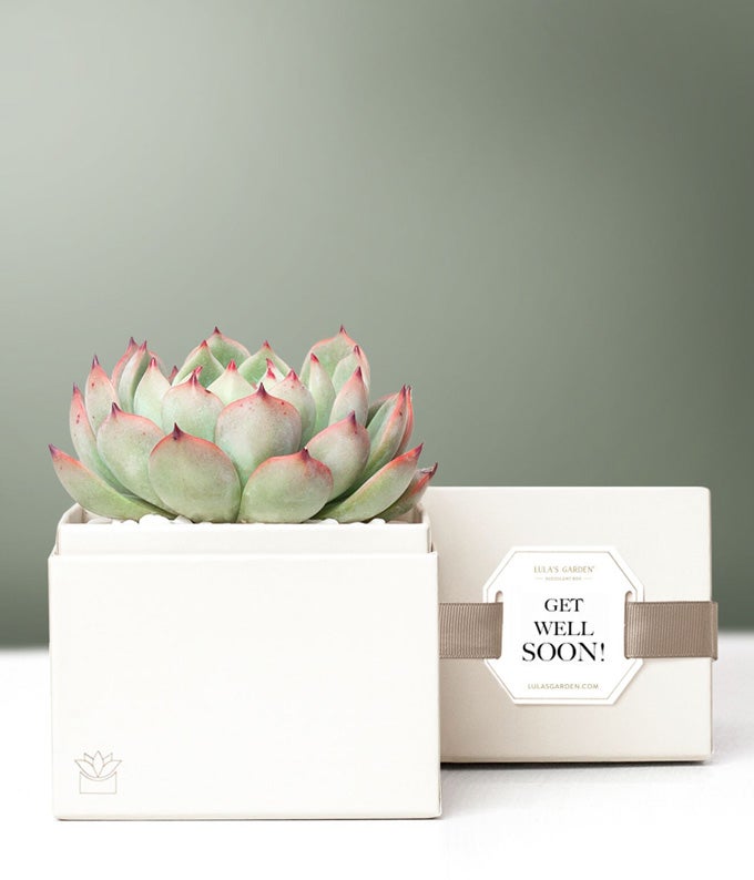 Lula's Garden Get Well Bliss Succulent Gift