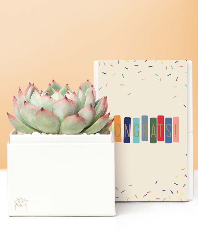 Lula's Garden Congratulations Bliss Succulent Gift