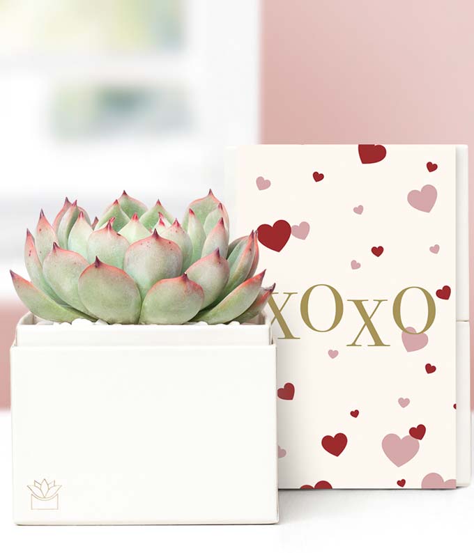 Lula's Garden XOXO Bliss Succulent Gift