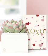 Lula's Garden ® XOXO Bliss Succulent Gift
