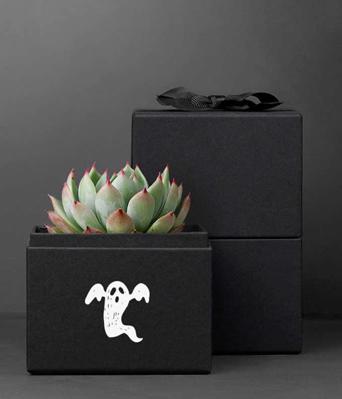 Lula's Garden ®  Halloween Bliss Noir