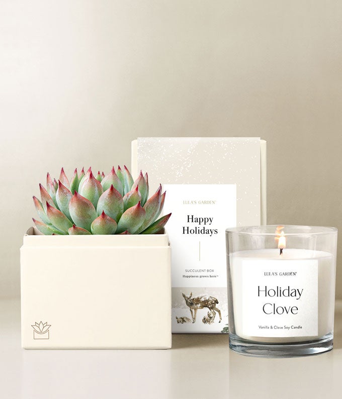 Happy Holidays Bliss Succulent Gift Set