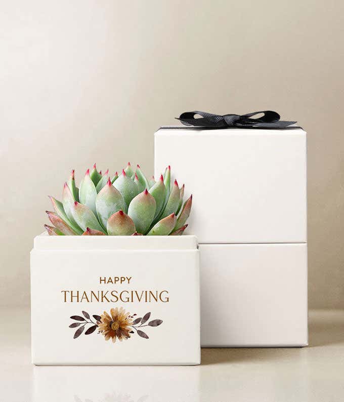 A 4-inch Echeveria succulent plant accompanied by a plastic dropper, beautifully wrapped in a sleeve with a bow, and presented in a 4 x 5.7-inch Happy Thanksgiving planter.