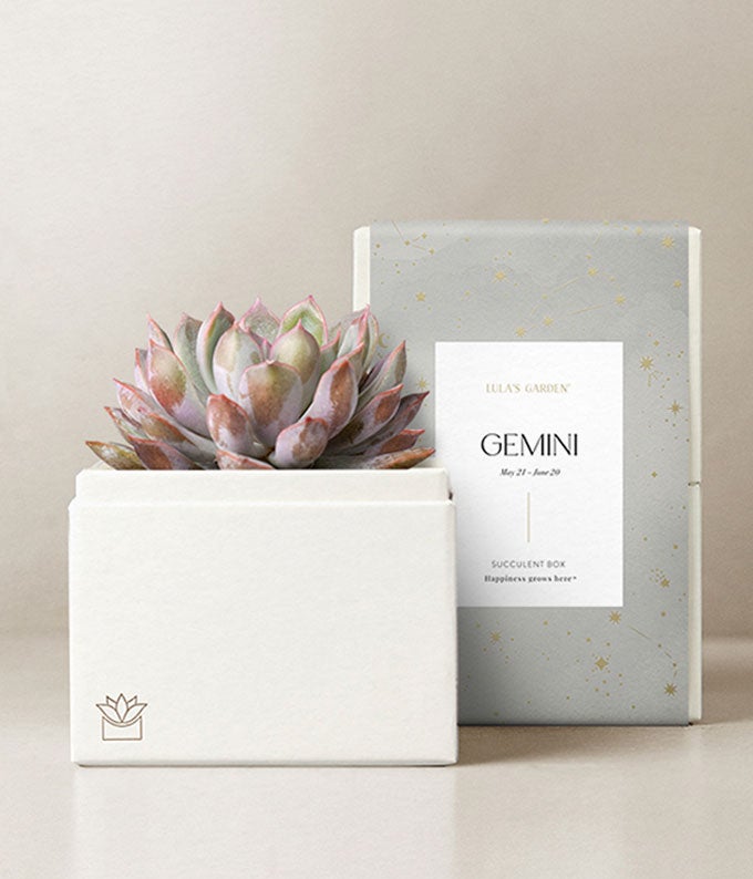 Lula's Garden ® Gemini Bliss Succulent Garden at From You Flowers