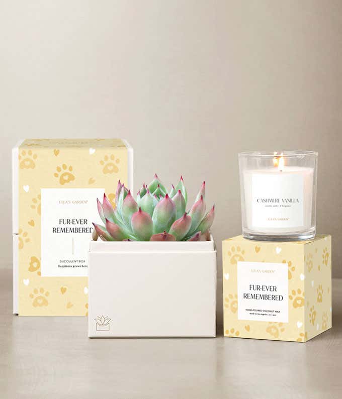 A pink-tipped succulent in a white planter, paired with a Cashmere Vanilla candle and pet remembrance gift packaging with paw print design.