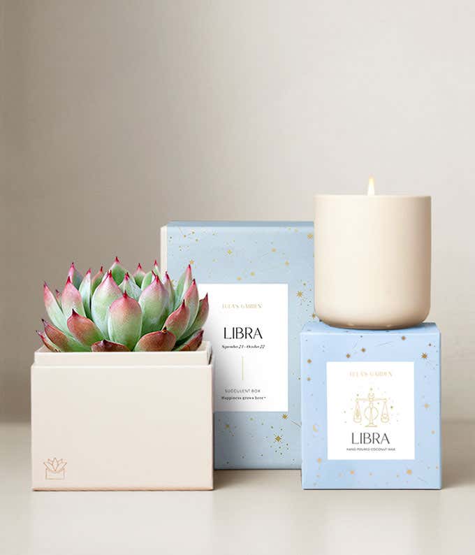 Echeveria Succulent Plant & Candle with Libra Sleeve & Gift Box