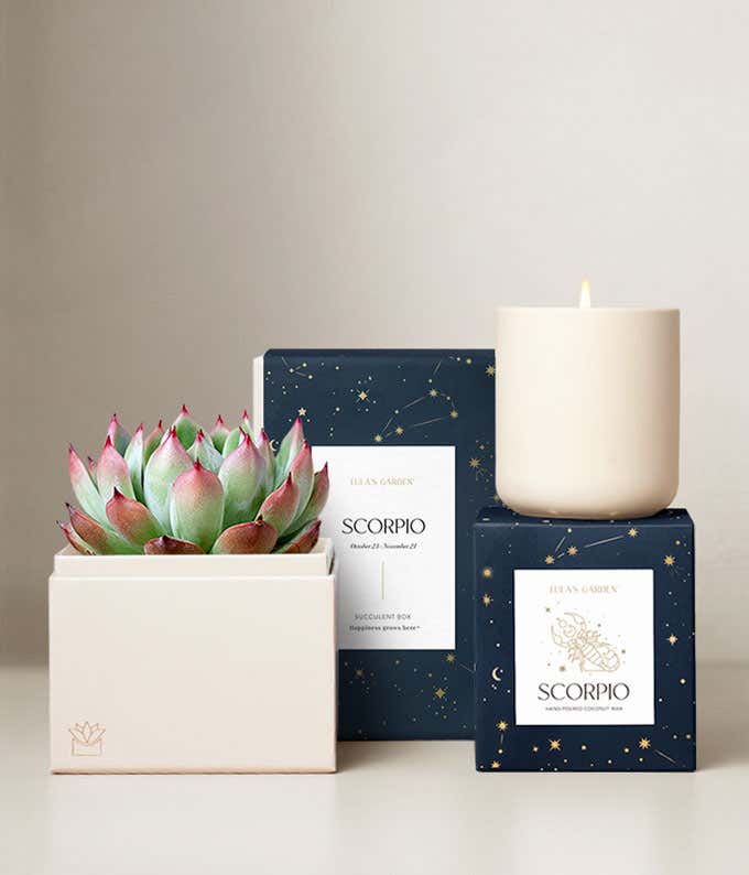 Echeveria Succulent Plant & Candle with Scorpio Sleeve & Gift Box