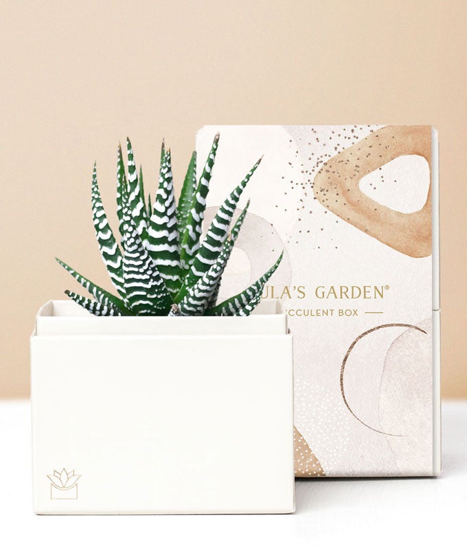 Lula's Garden Zebra Succulent Gift