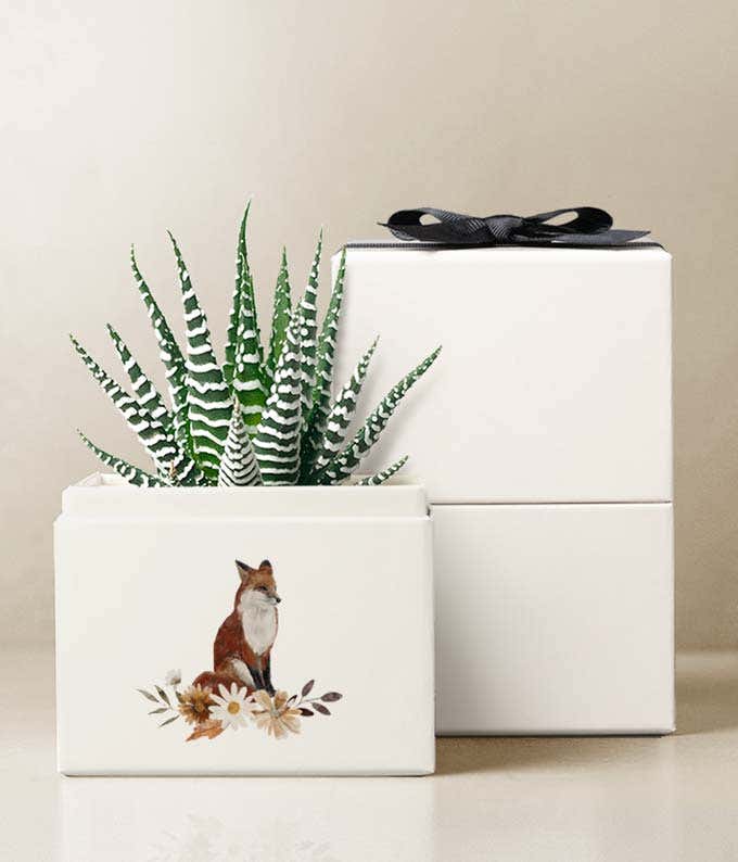 Haworthia succulent in a white gift box with a watercolor fox and floral illustration.