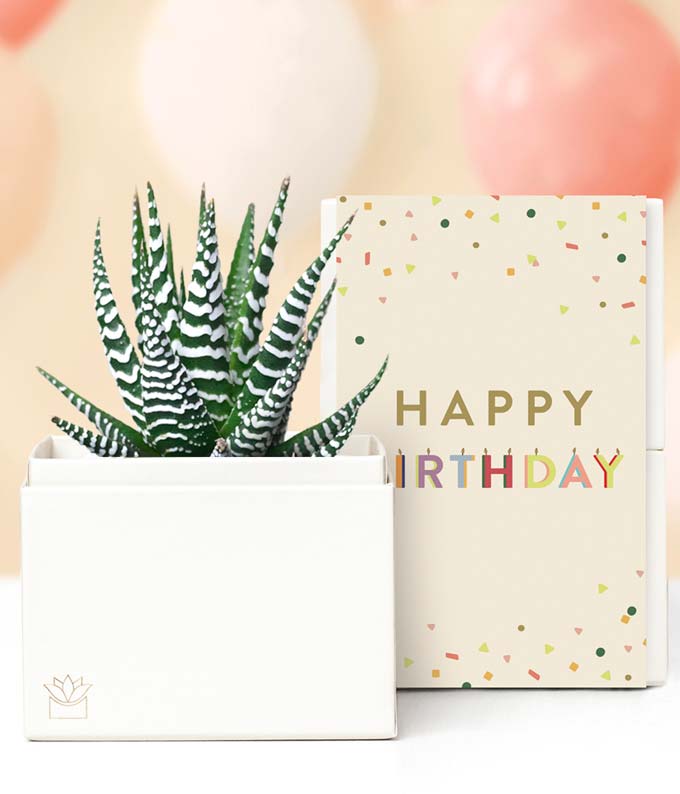 Lula's Garden Birthday Zebra Succulent Gift