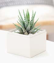 Alternative image 1 for Lula's Garden ® Birthday Zebra Succulent Gift
