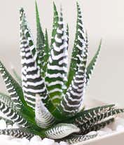 Alternative image 2 for Lula's Garden ® Birthday Zebra Succulent Gift