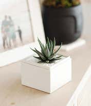 Alternative image 3 for Lula's Garden ® Birthday Zebra Succulent Gift