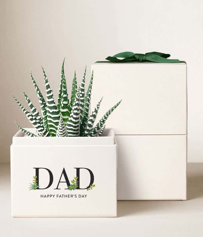 The photo shows a Haworthia succulent with tall, pointed leaves marked with horizontal white stripes, resembling zebra patterns. It sits in a white ceramic pot with DAD - Happy Father's Day on it. Beside the plant is a white gift box with a green ribbon.