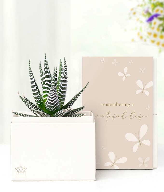 Cherished Memories Lula's Garden Zebra Succulent Gift