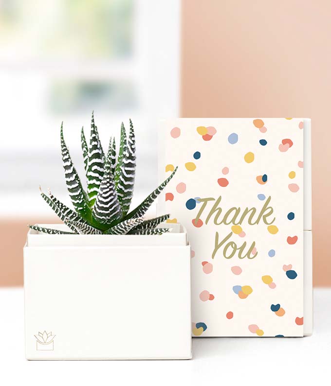 Lula's Garden Thank You Zebra Succulent Gift