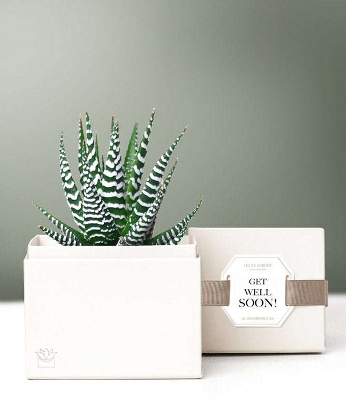 Lula's Garden Get Well Zebra Succulent Gift