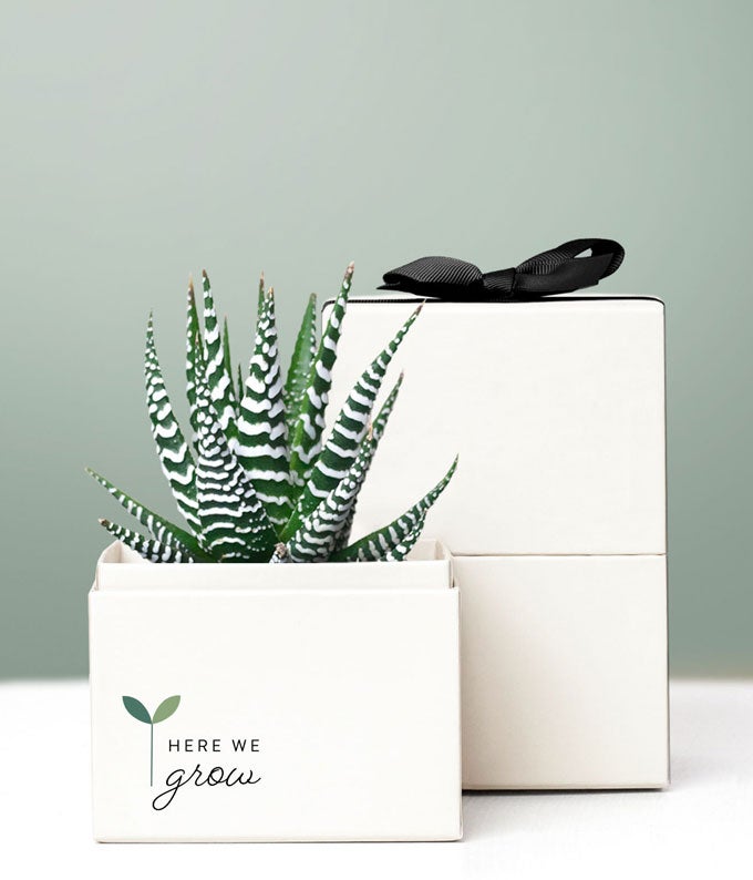 Here We Grow Zebra Succulent Gift