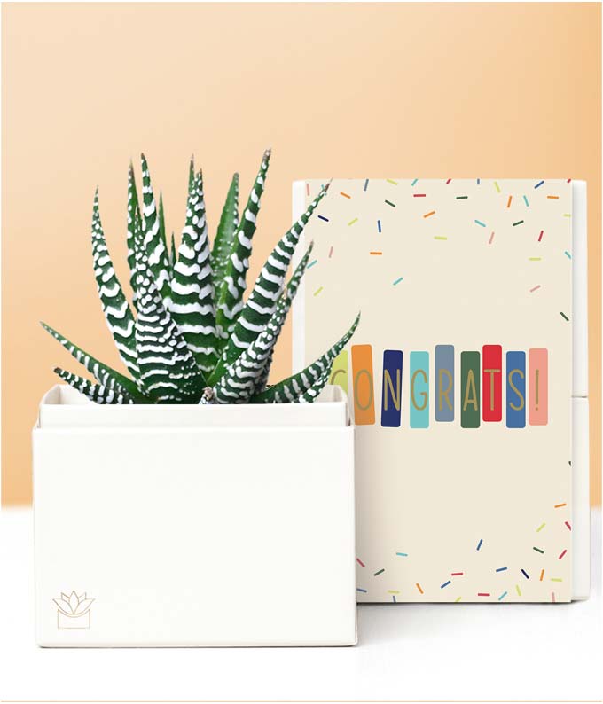 Lula's Garden Congratulations Zebra Succulent Gift