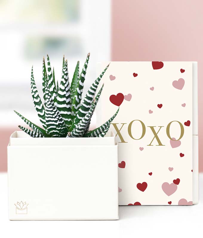 Lula's Garden XOXO Zebra Succulent Gift