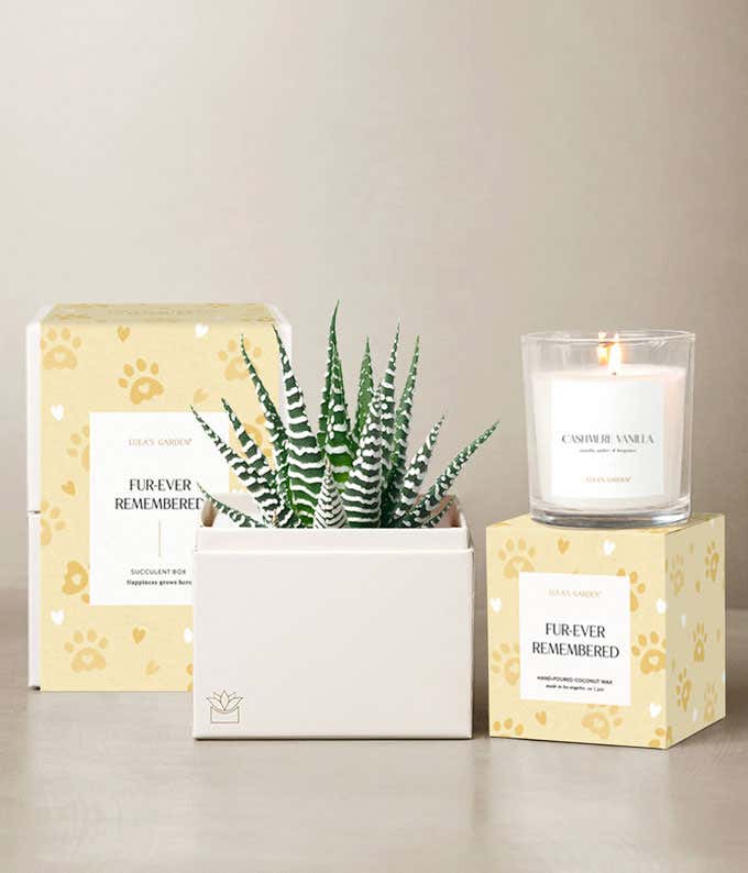 A zebra haworthia succulent in a white planter, Cashmere Vanilla candle, and pet remembrance gift packaging with paw print design