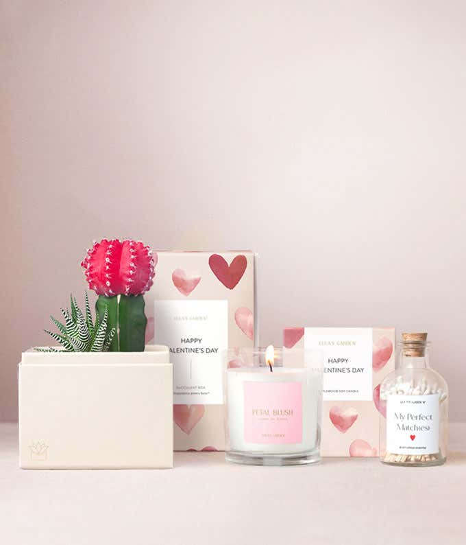 Valentine’s Day gift set featuring a Lula’s Garden succulent box with pink grafted cactus and zebra haworthia, a lit Petal Blush candle, matching heart-pattern gift boxes, and a glass bottle of My Perfect Matches on a neutral background.