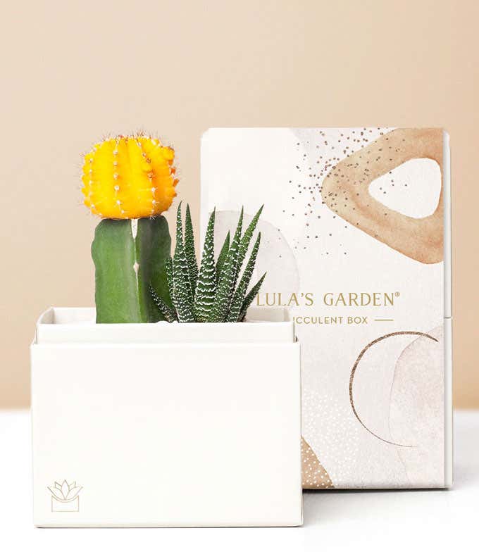 Lula's Garden ® Forever Sunny Succulent Gift