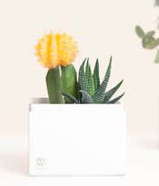 Alternative image 2 for Lula's Garden ® Forever Sunny Succulent Gift