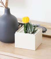 Alternative image 3 for Lula's Garden ® Forever Sunny Succulent Gift