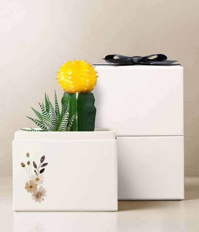  Haworthia & Yellow Moon Cactus Plants in a white gift box with a watercolor flower illustration