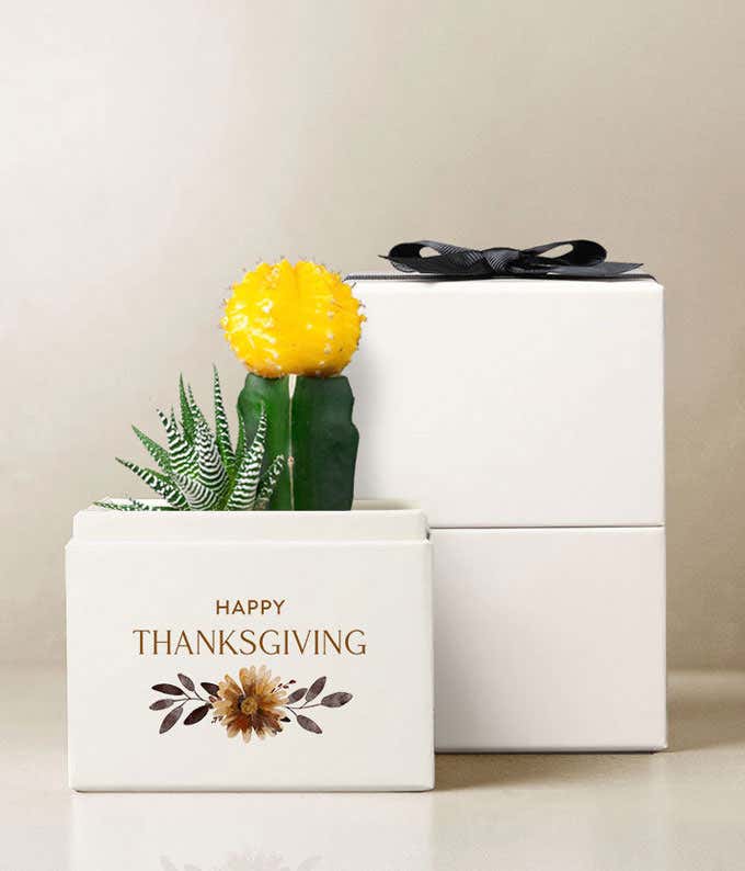 Two 2.5-inch succulent plants in a 4-inch x 5.7-inch Happy Thanksgiving planter, with a plastic dropper, sleeve with bow, and personalized card message.