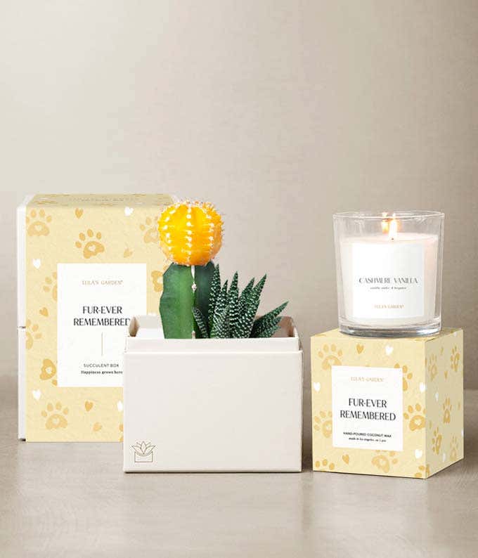 A yellow moon cactus and haworthia succulent garden in a white planter, Cashmere Vanilla candle, and pet remembrance gift packaging with paw print design.