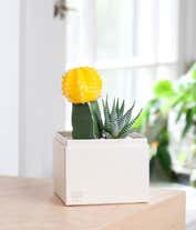 Alternative image 1 for Lula's Garden ® Mother's Day Ray of Sunshine 