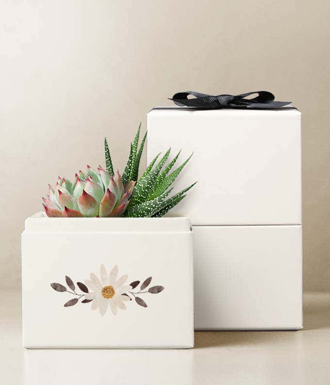 Echeveria Succulent & Haworthia Succulent Plants in a white gift box with a watercolor daisy illustration