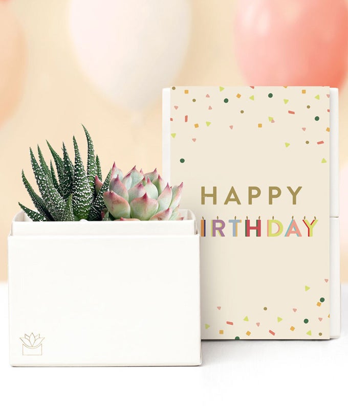 Lula's Garden Birthday Glow Succulent Gift